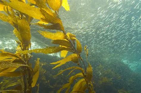 The Supernatural Realm of Seaweed: Exploring its Magic